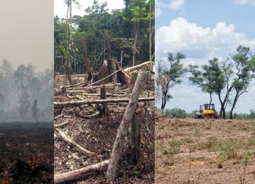 10 bosques que están a punto de desaparecer