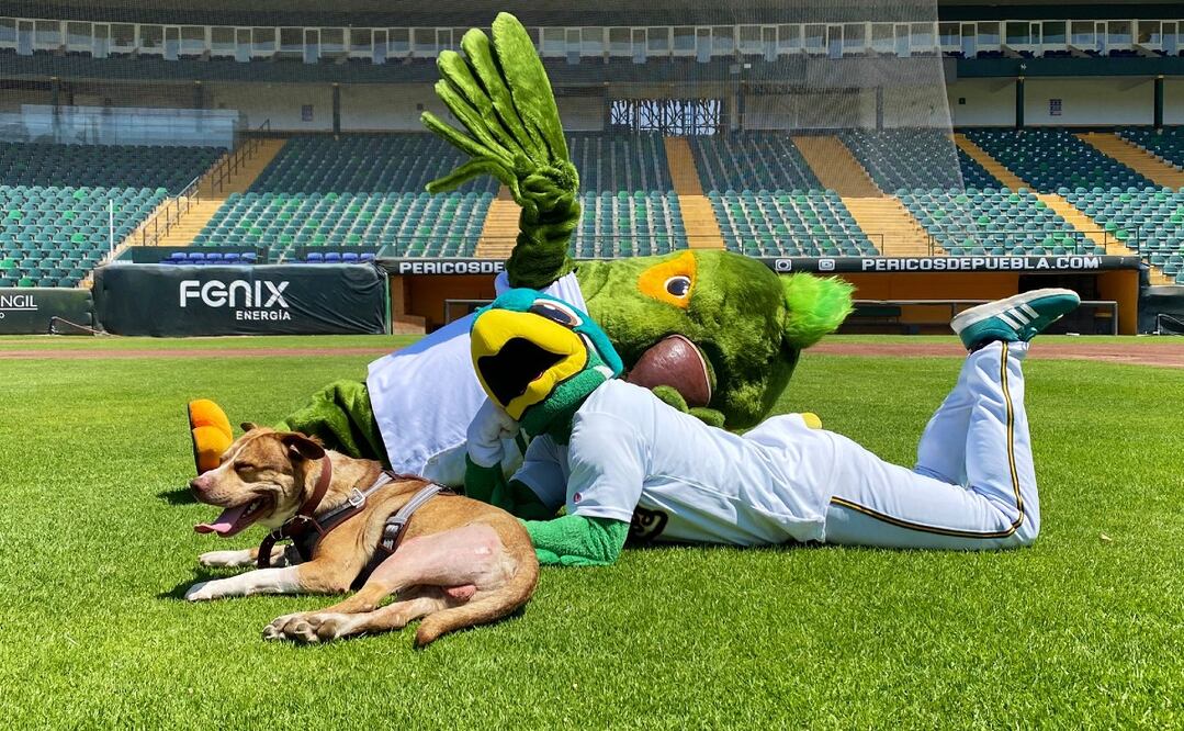 Foto: Twitter @Pericos_Oficial