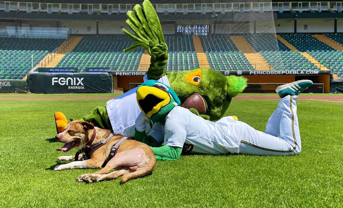 Foto: Twitter @Pericos_Oficial
