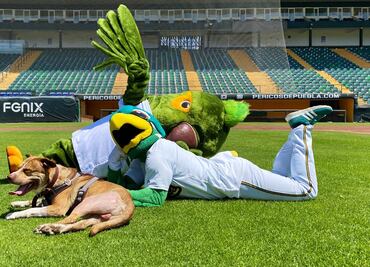 Los Pericos de Puebla adoptan a Hagen, un perrito rescatado