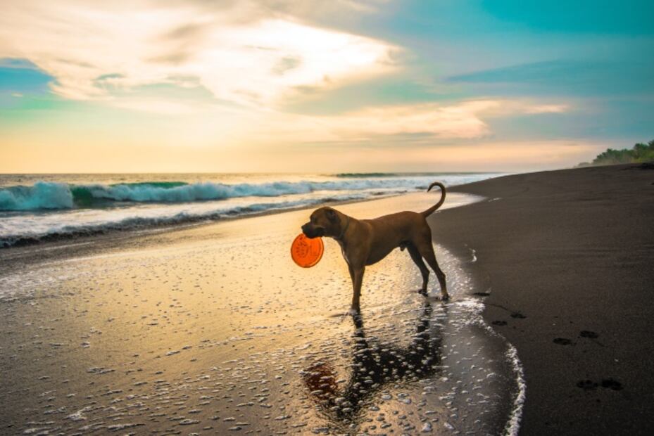 ¡Cuidado! El agua de mar puede intoxicar a tu perro