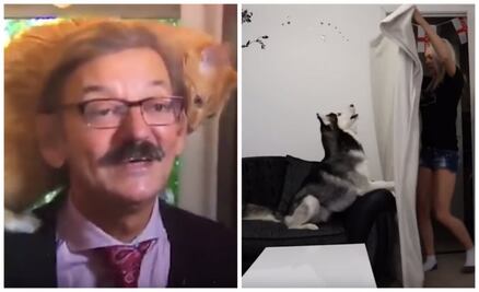 10 mascotas virales que nos conquistaron este 2018