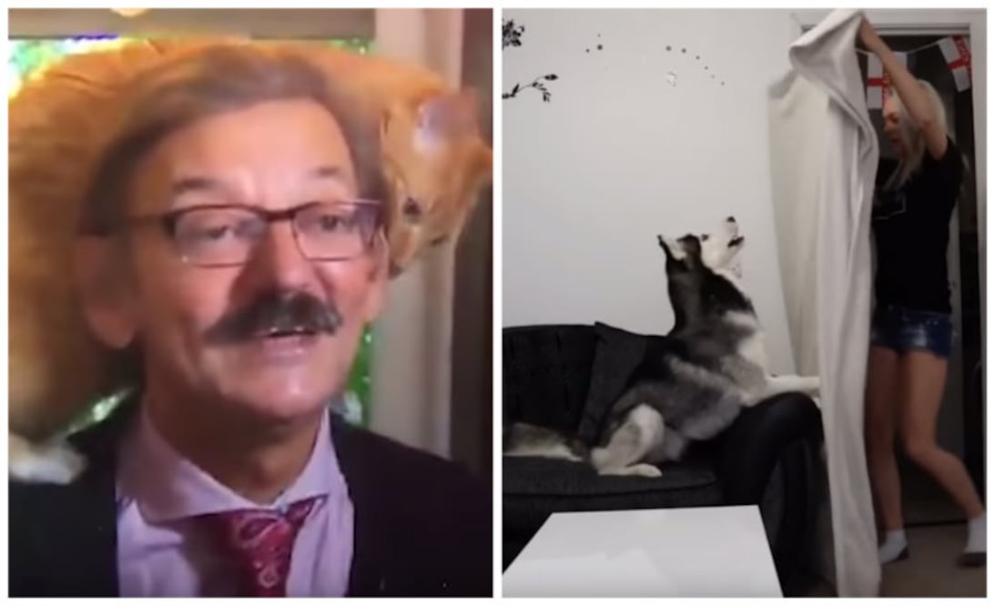 Youtube @ 24 TV PROD/Animal Planet Videos