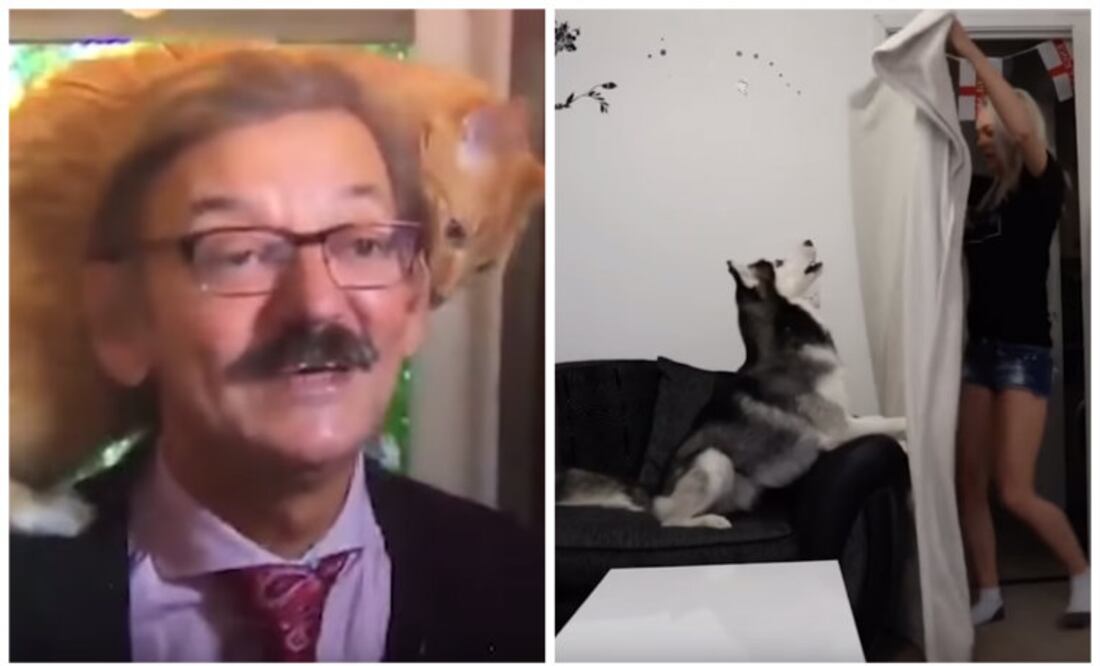 Youtube @ 24 TV PROD/Animal Planet Videos