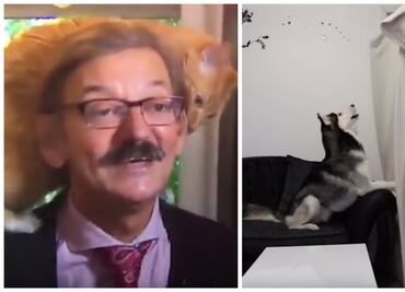 10 mascotas virales que nos conquistaron este 2018