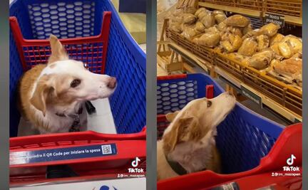 Carritos especiales para llevar a tu perro a hacer el super contigo