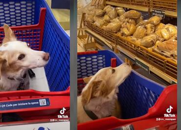 Carritos especiales para llevar a tu perro a hacer el super contigo