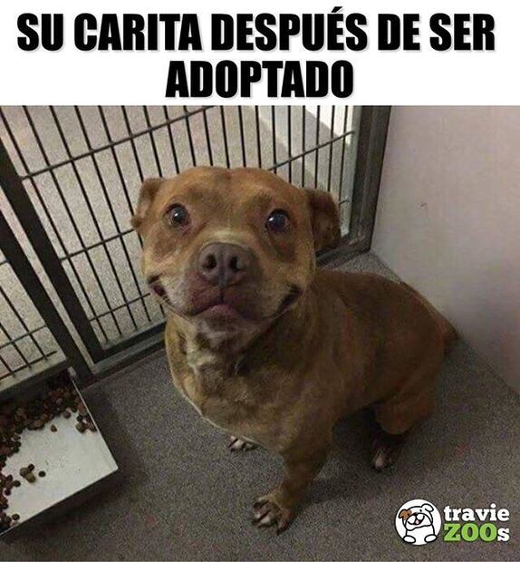 10 errores que debes evitar al elegir a un perro