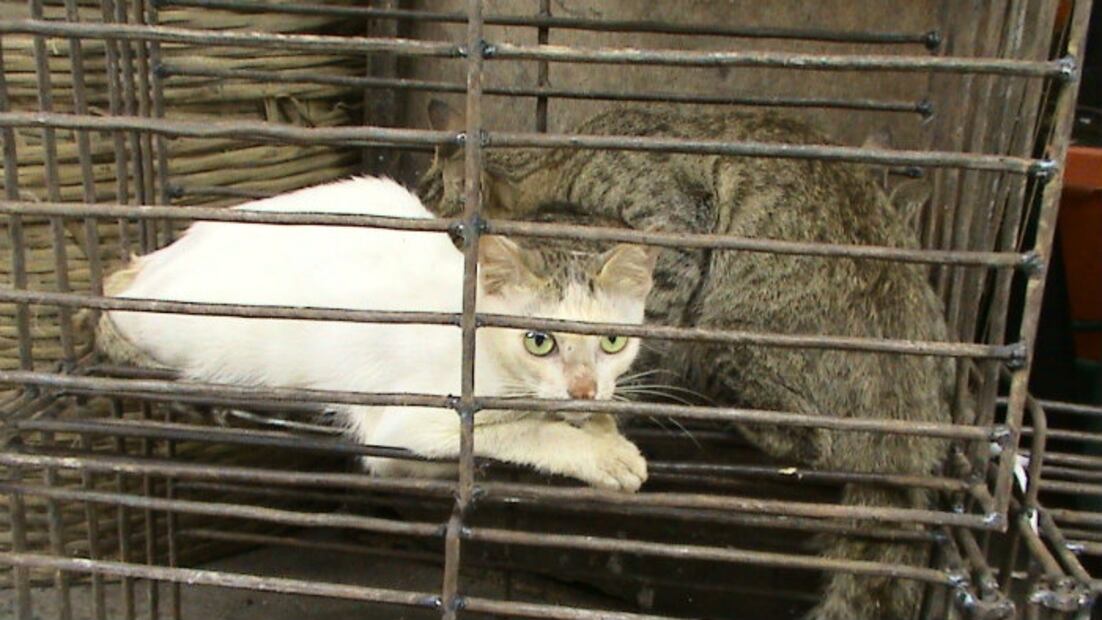 Taiwán dice adiós al consumo de carne de perro y gato