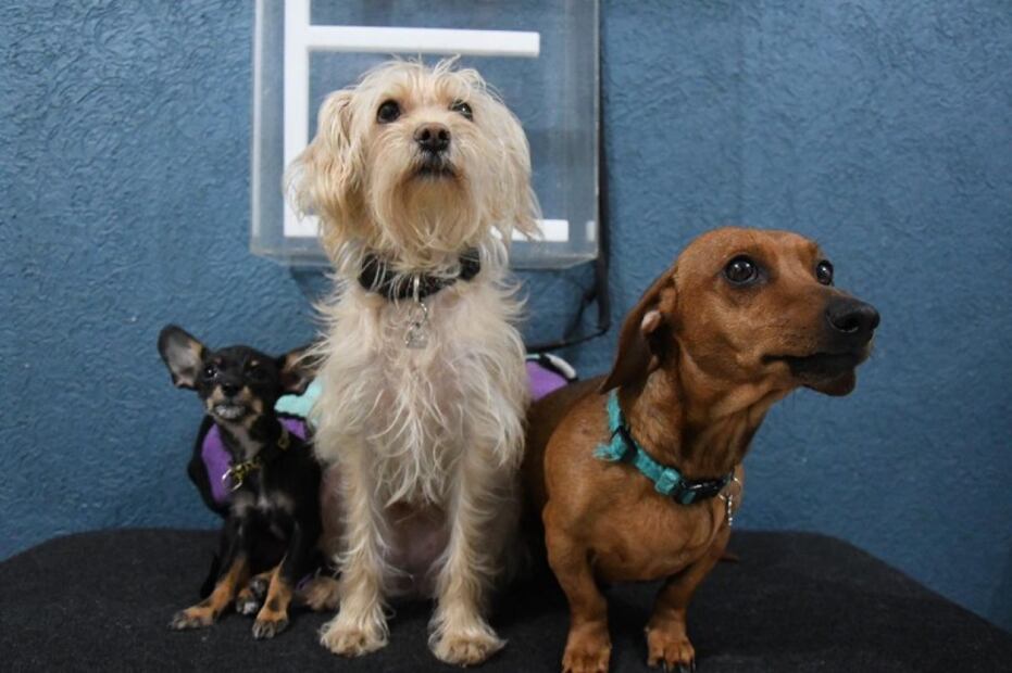 ¡Sé un héroe! 6 razones para adoptar a una mascota sin hogar