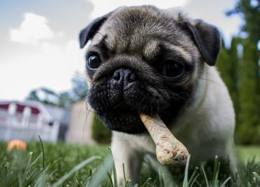 Perros y gatos… ¿vegetarianos?