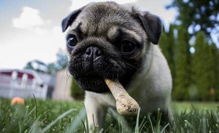 Las mascotas con dueños “gorditos” también son “gorditas”