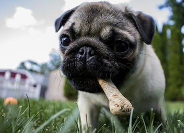 Las mascotas con dueños “gorditos” también son “gorditas”
