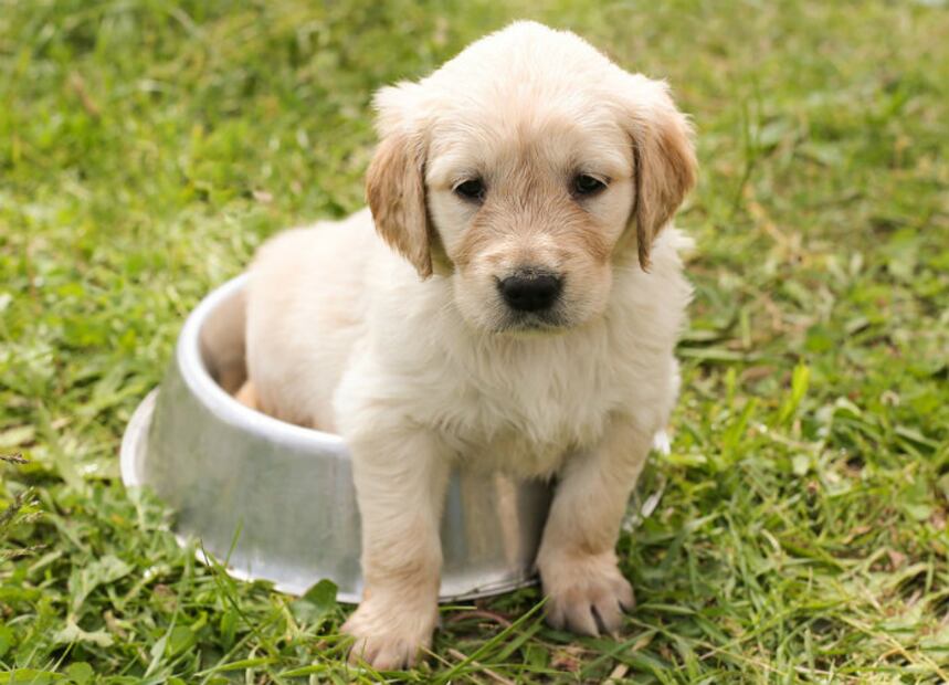 10 tips de alimentación que garantizan la salud de tu mascota