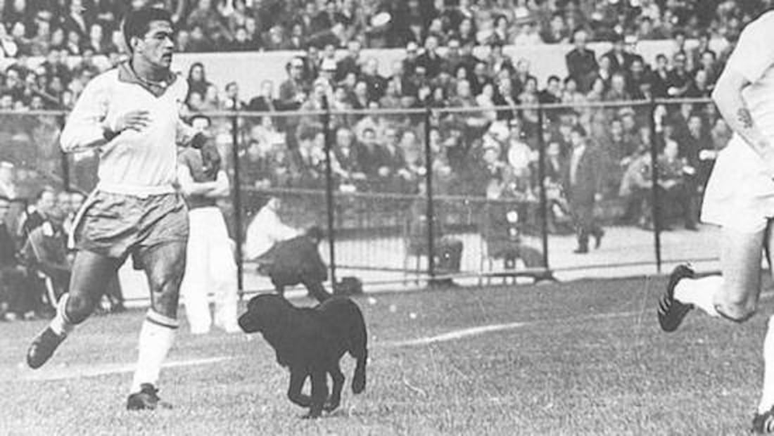Un perro invadió la cancha en Cuartos de Final de Chile 62 en el partido entre Brasil e Inglaterra y Garrincha lo adoptó. Foto: Especial