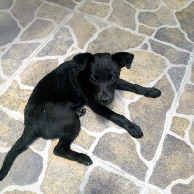 5 tips para enseñar a tu perro a ir al baño