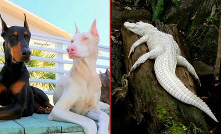 10 imponentes y atípicos animales albinos que te enamorarán 