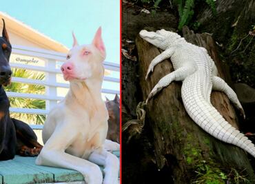 10 imponentes y atípicos animales albinos que te enamorarán
