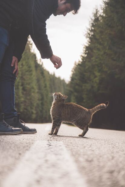 ¿Por qué mueven la cola los gatos?