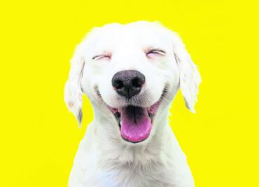 10 datos curiosos e irresistibles sobre tu perro