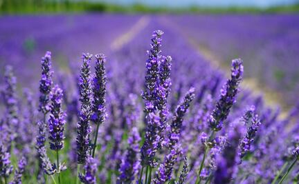 10 beneficios estéticos y de salud que te brinda la lavanda