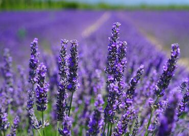 10 beneficios estéticos y de salud que te brinda la lavanda