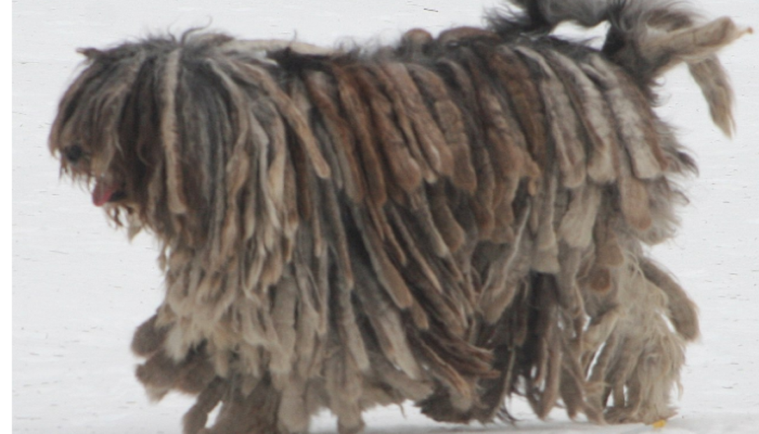 ¡No es un trapeador! Conoce a los perros de raza bergamasco