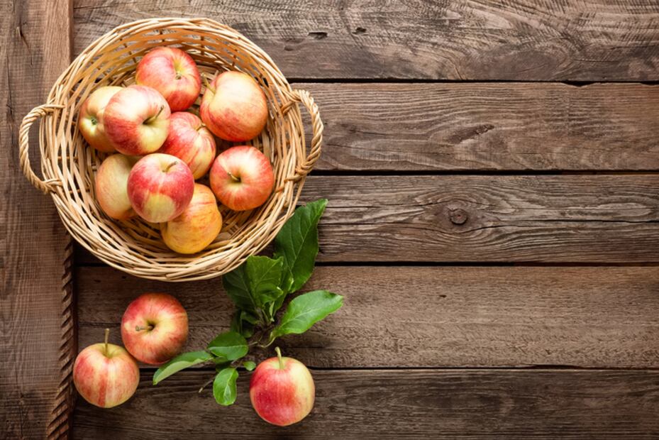 10 frutas deliciosas que tu perro puede comer sin problema