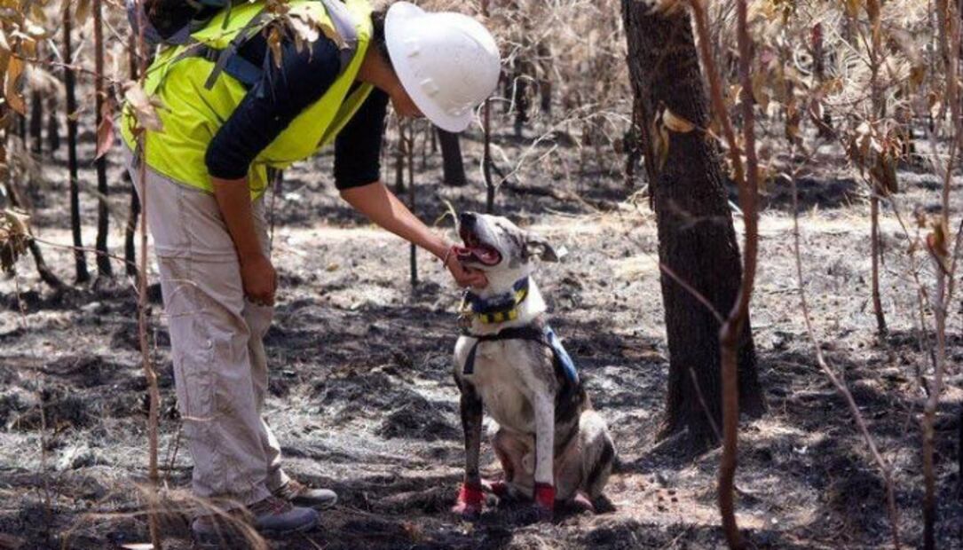 Bear, el único perro en el mundo rescatista de koalas 