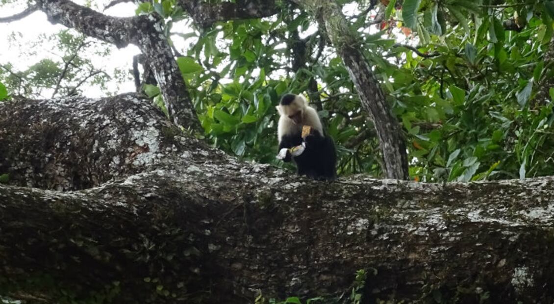 #DíaDelMono: “Monos ladrones” aterrorizan a turistas en todo el mundo