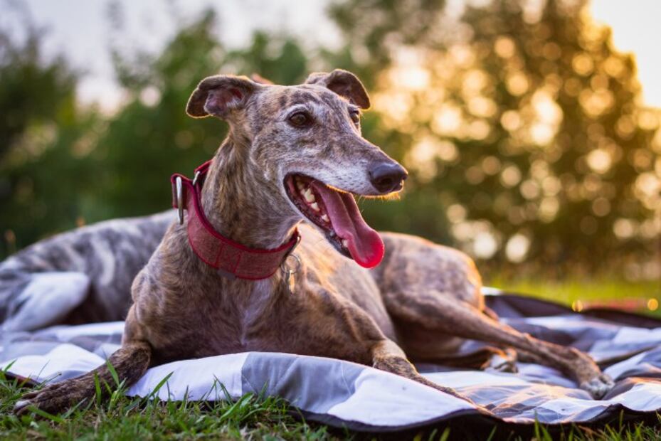 Las 10 razas de perro que son más calmadas