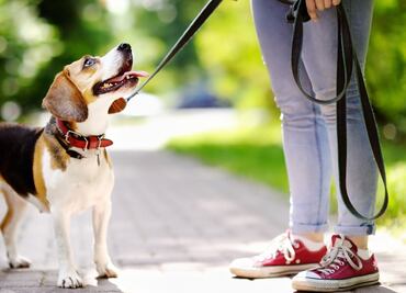 10 apodos comunes que usamos con nuestros perros