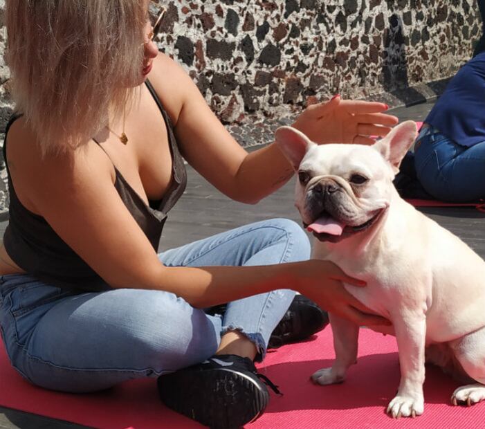 ¿Gorditos y bonitos? ¡El sobrepeso puede estar matando a tu mascota!