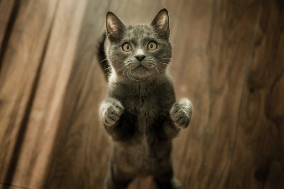 5 mitos sobre el bienestar de tu gato