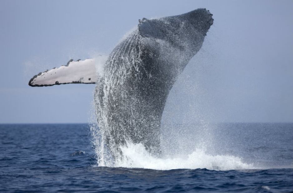 Ya viene la temporada de avistamiento de ballenas en Riviera Nayarit