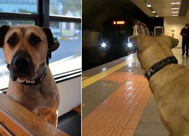 Boji, el perro callejero más famoso del transporte público de Estambul