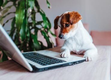 DogPhone, el dispositivo para que los perros hagan videollamada a sus dueños