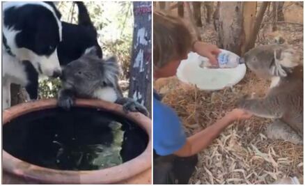 5 tiernos y tristes casos de koalas en los incendios de Australia