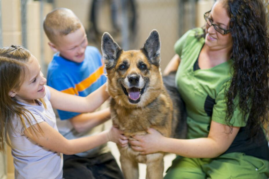 Conoce las diferencias entre los perros de raza pequeña, mediana, grande y gigante