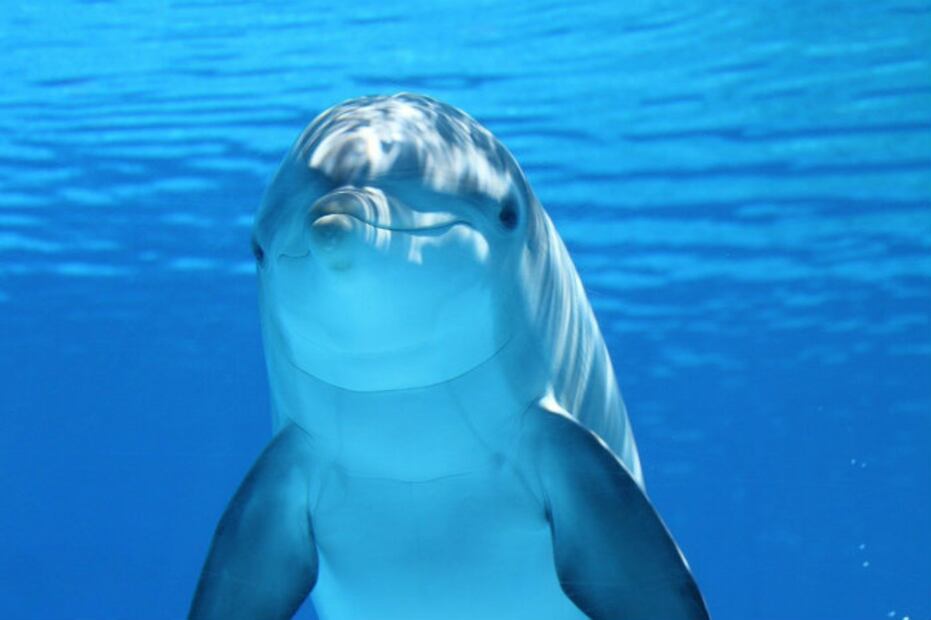 10 curiosidades sobre las ballenas y los delfines en su día