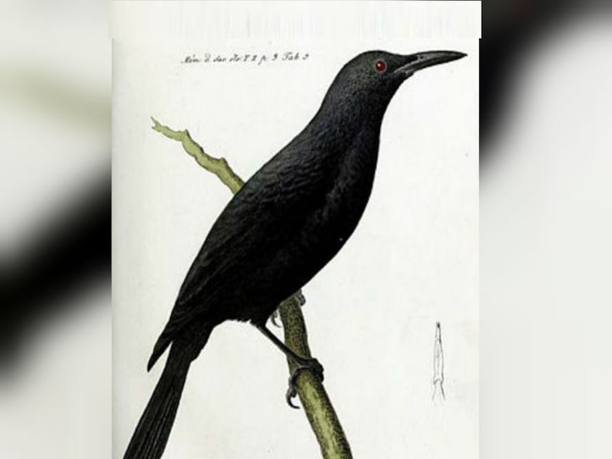 En 1825 apareció la primera descripción de un espécimen que había sido cazado. Luego de 150 años, los expertos regresaron a Mauke, en las Islas Cook pero no pudieron encontrar a otro ejemplar y en su lugar encontraron a misteriosas ratas cafés que parecían haberlo reemplazado. (Foto: wikivisually)