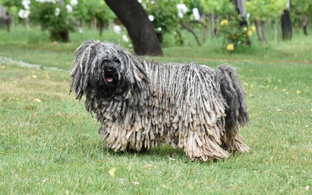 Esta raza es proveniente de Hungría. Se caracteriza por tener el pelo muy largo y ondulado que crece muy rápido que va formando pequeños cordones o rastas. (Foto: kidsnewshu/Pixabay)