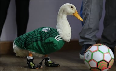 Pato Merlín se convirtió en un fenómeno viral durante la Copa del Mundo 2026, ahora ya tiene un hogar junto a su familia. FOTO: EFE