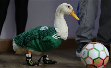 El Pato Merlín, mascota no oficial del Mundial 2026, estrena casa junto a su familia
