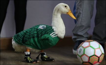 El Pato Merlín, mascota no oficial del Mundial 2026, estrena casa junto a su familia