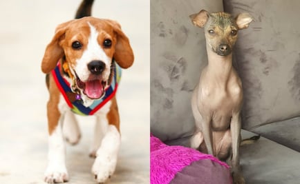 Identifica y conoce el tipo de pelo de tu perro