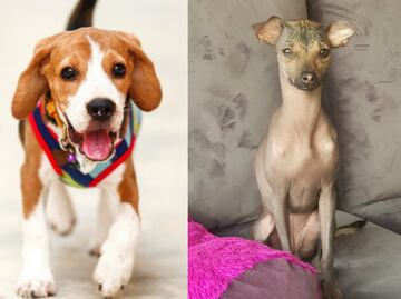 Identifica y conoce el tipo de pelo de tu perro