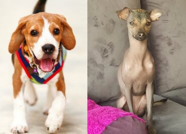 Identifica y conoce el tipo de pelo de tu perro