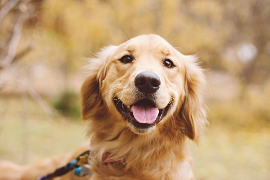 Las 10 razas de perro que son más calmadas