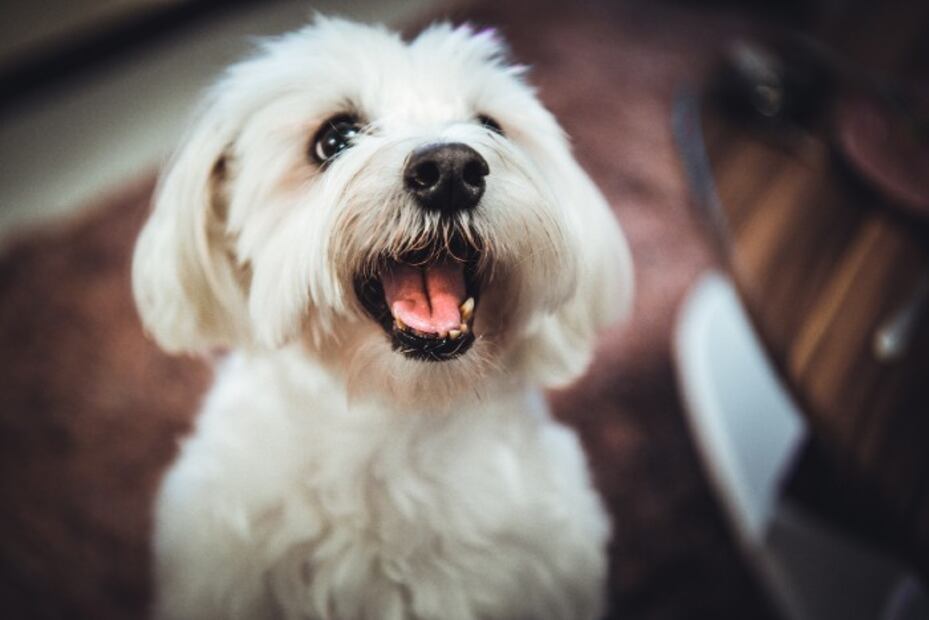 Las 10 razas de perro que menos pelo sueltan